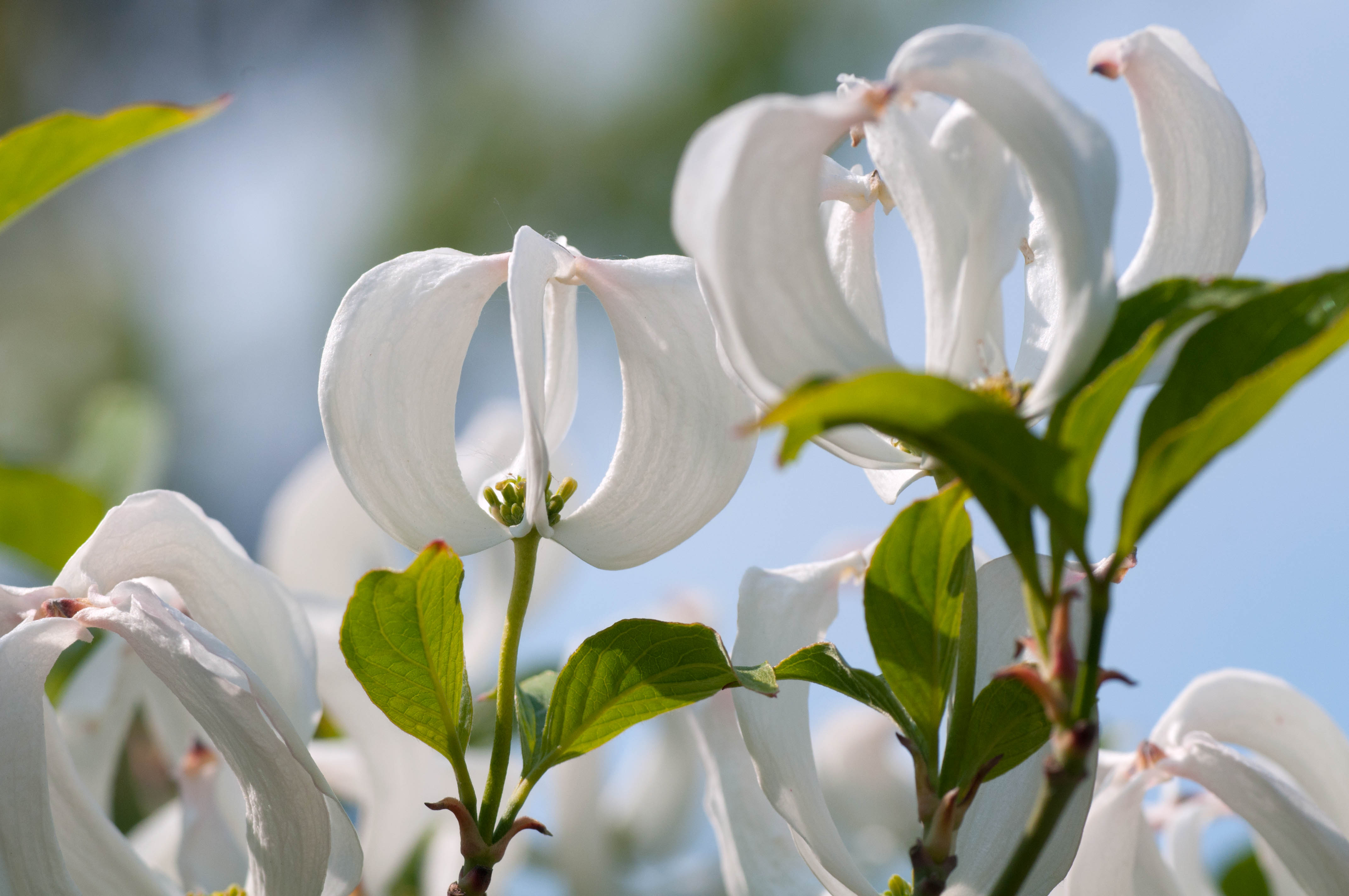 Close-up of Cornus florida 'Cloud Nine' flowers unfurling.