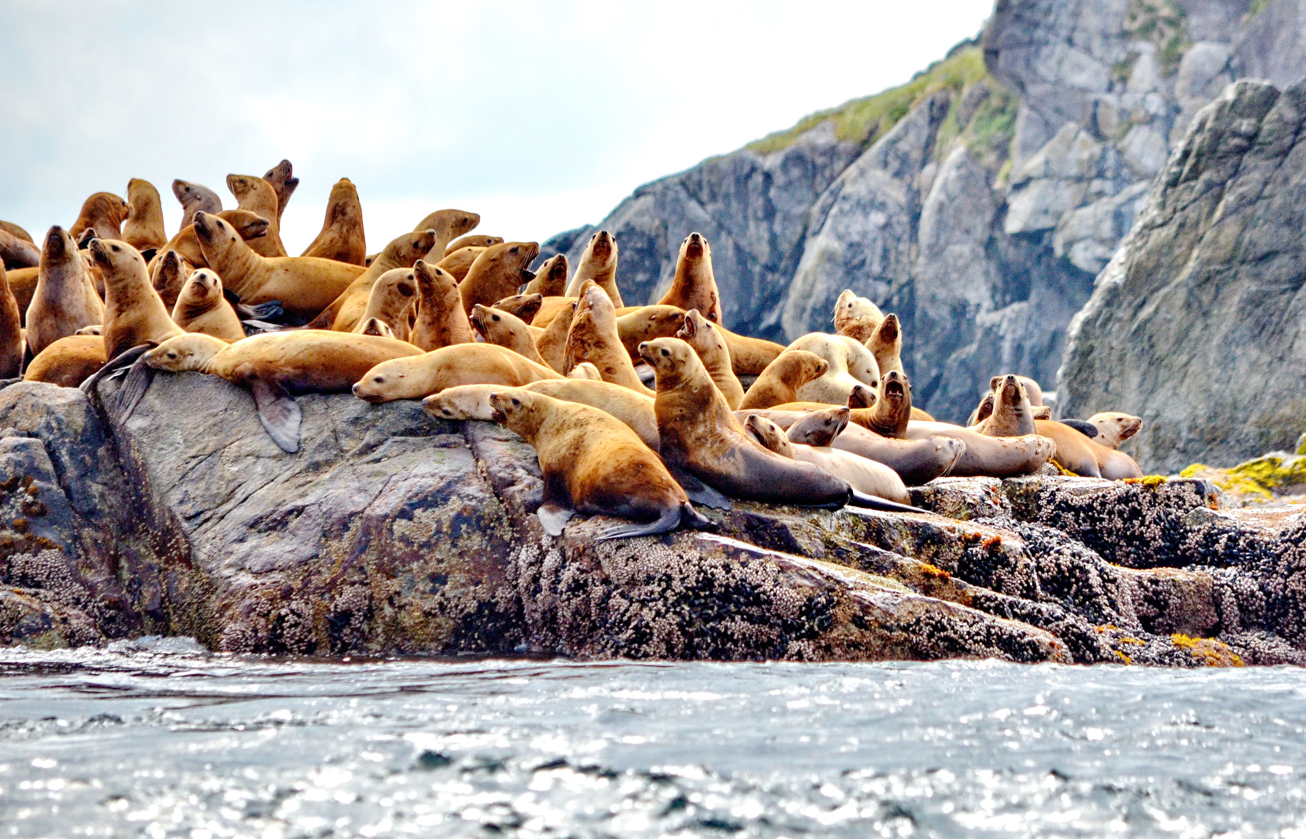 Steller sea lions on rocks.