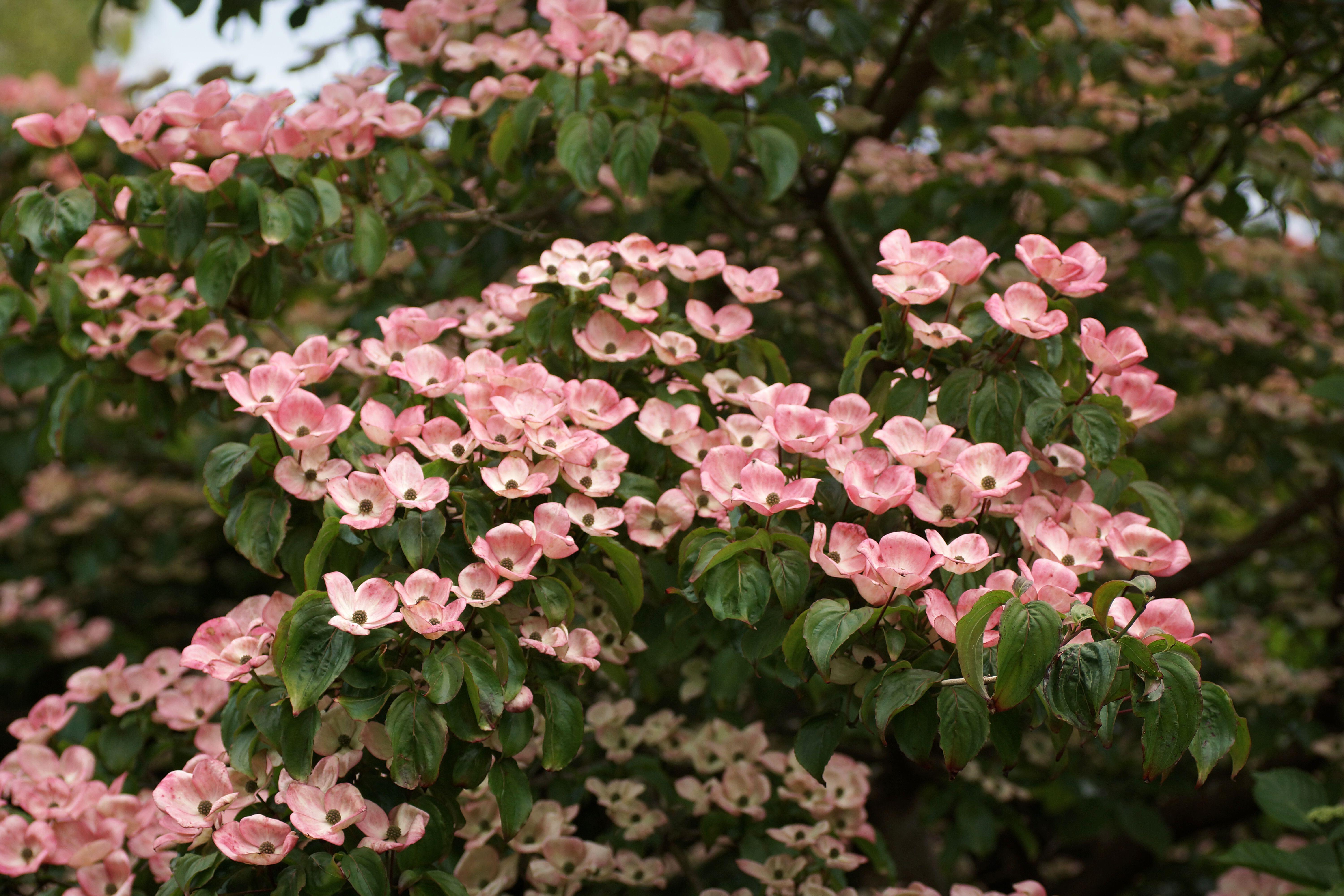Pink bracts of Cornus kousa 'Miss Satomi'.