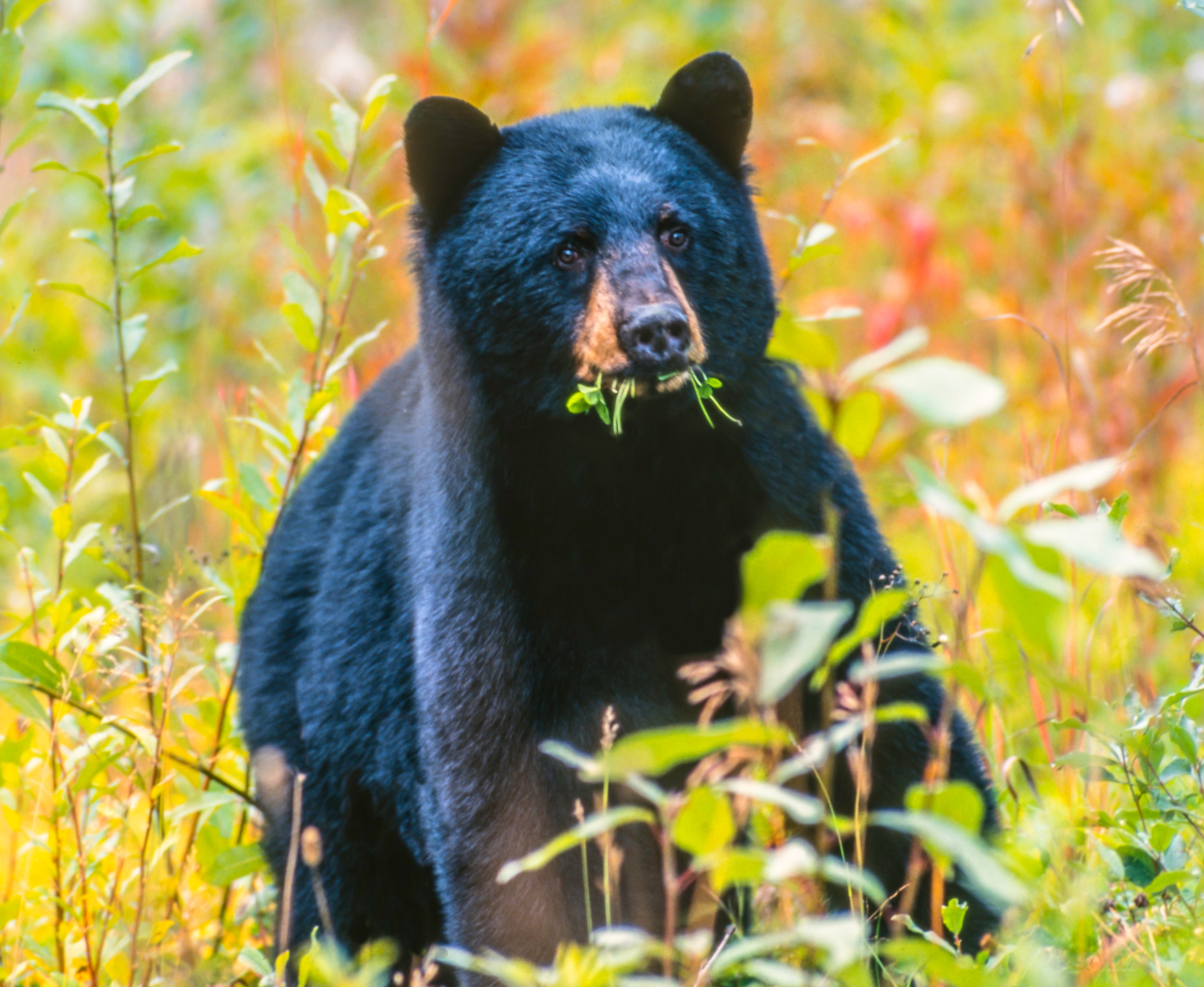 Haida Gwaii black bear eating vegetation.