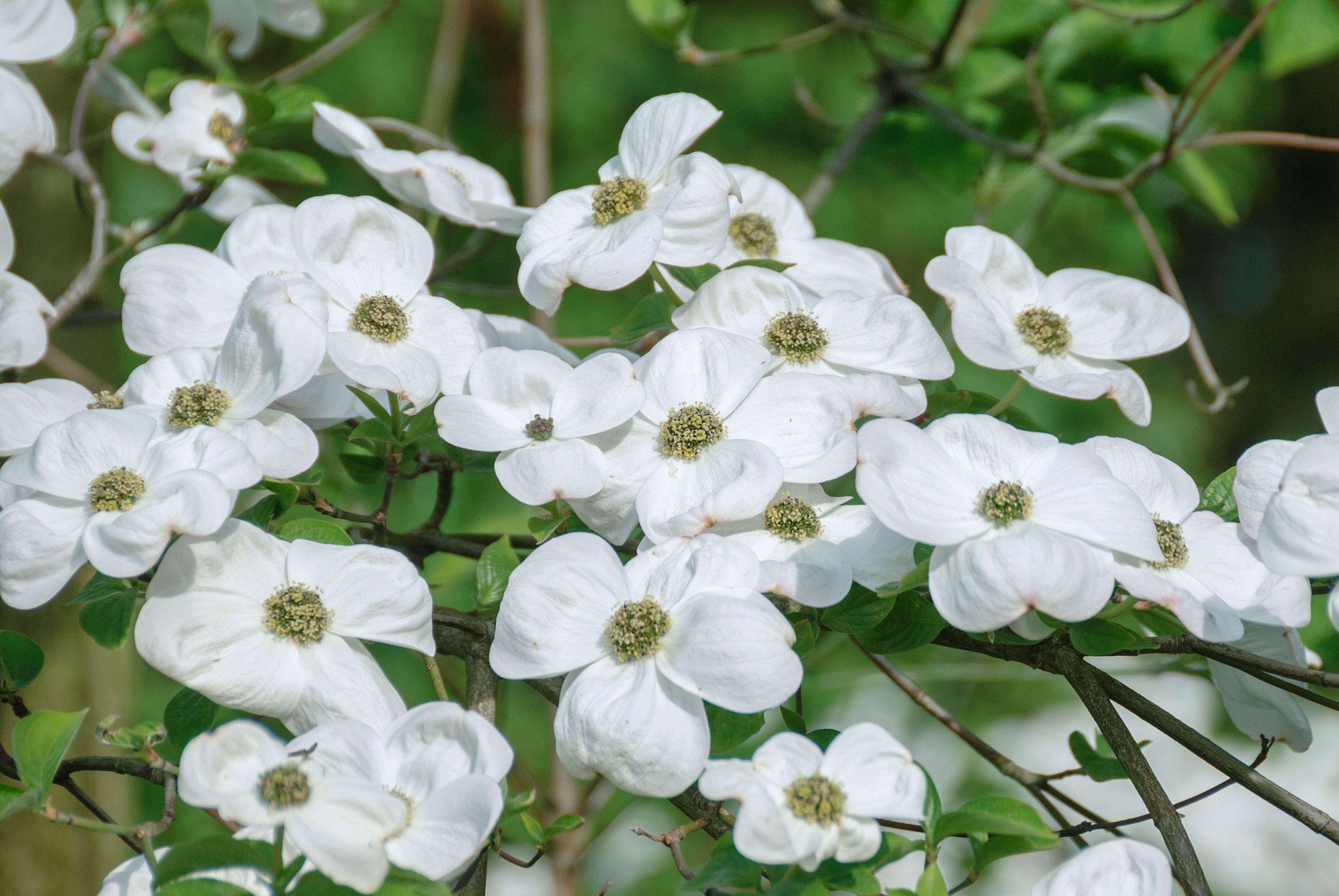 Close-up of white Nuttall's flowering dogwood blossoms.