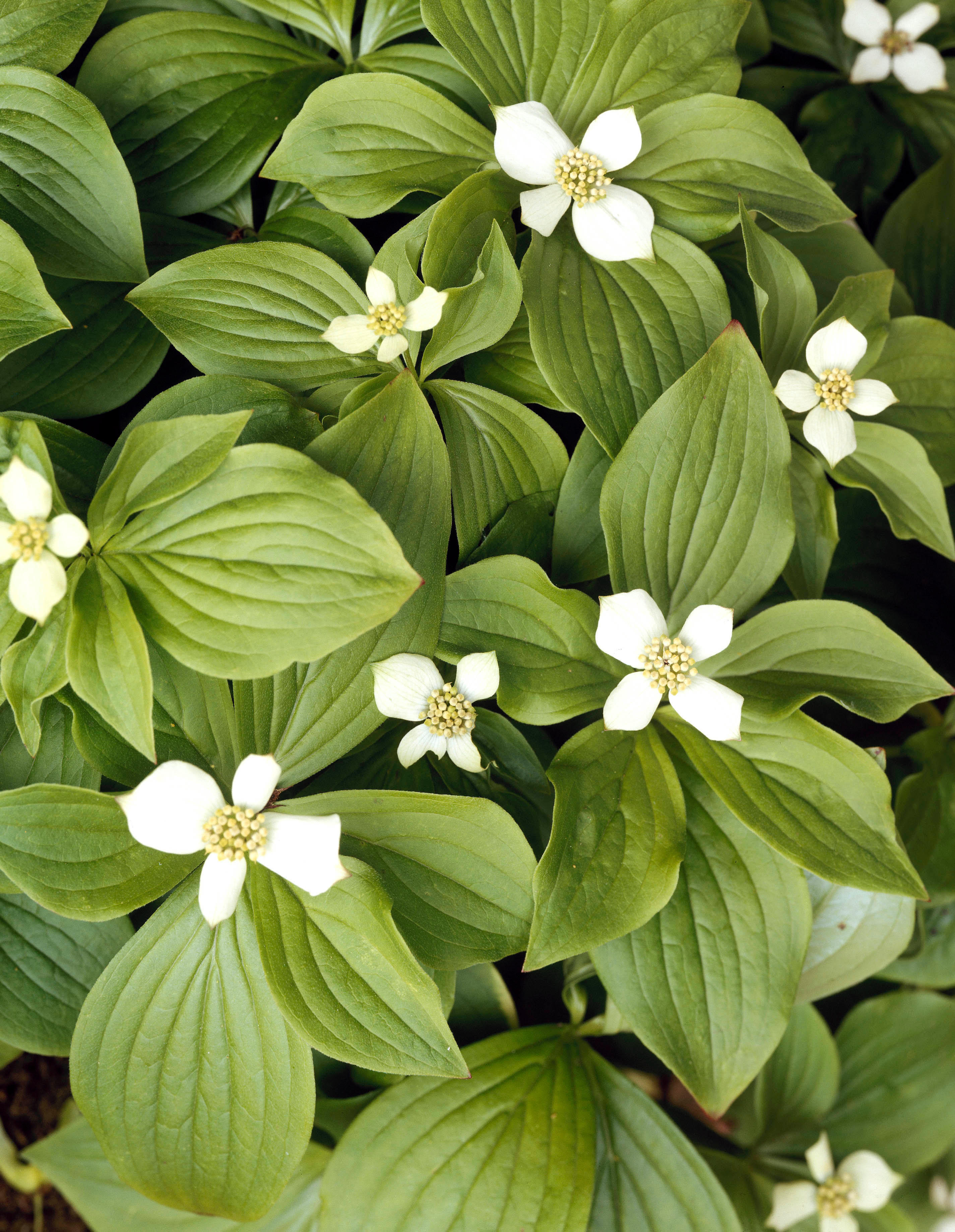 Cornus canadensis flowers and leaves.