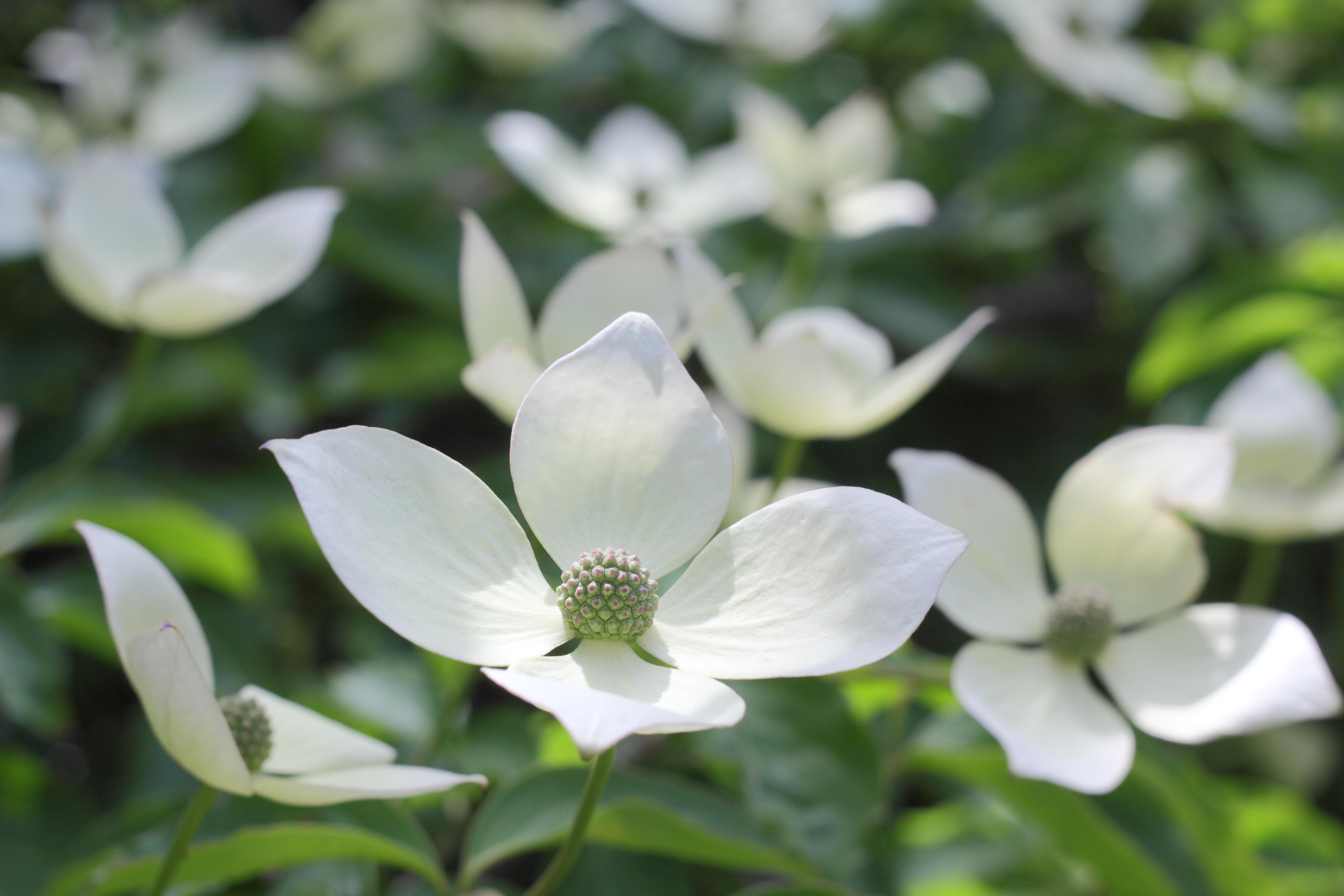 Close-up of a Cornus 'Norman Hadden' flowering dogwood blossom.