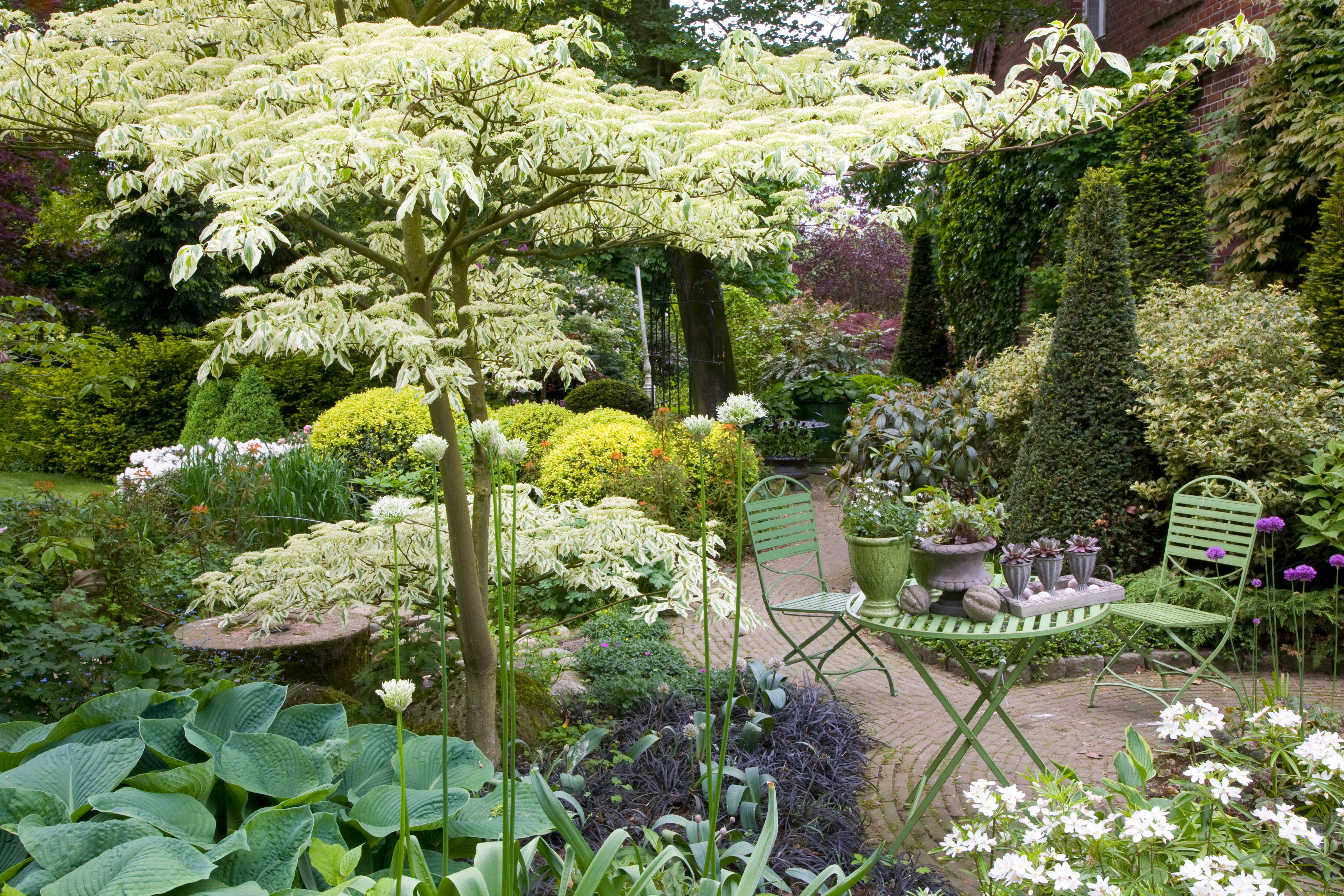 A garden seating area beneath a Cornus Controversa tree.