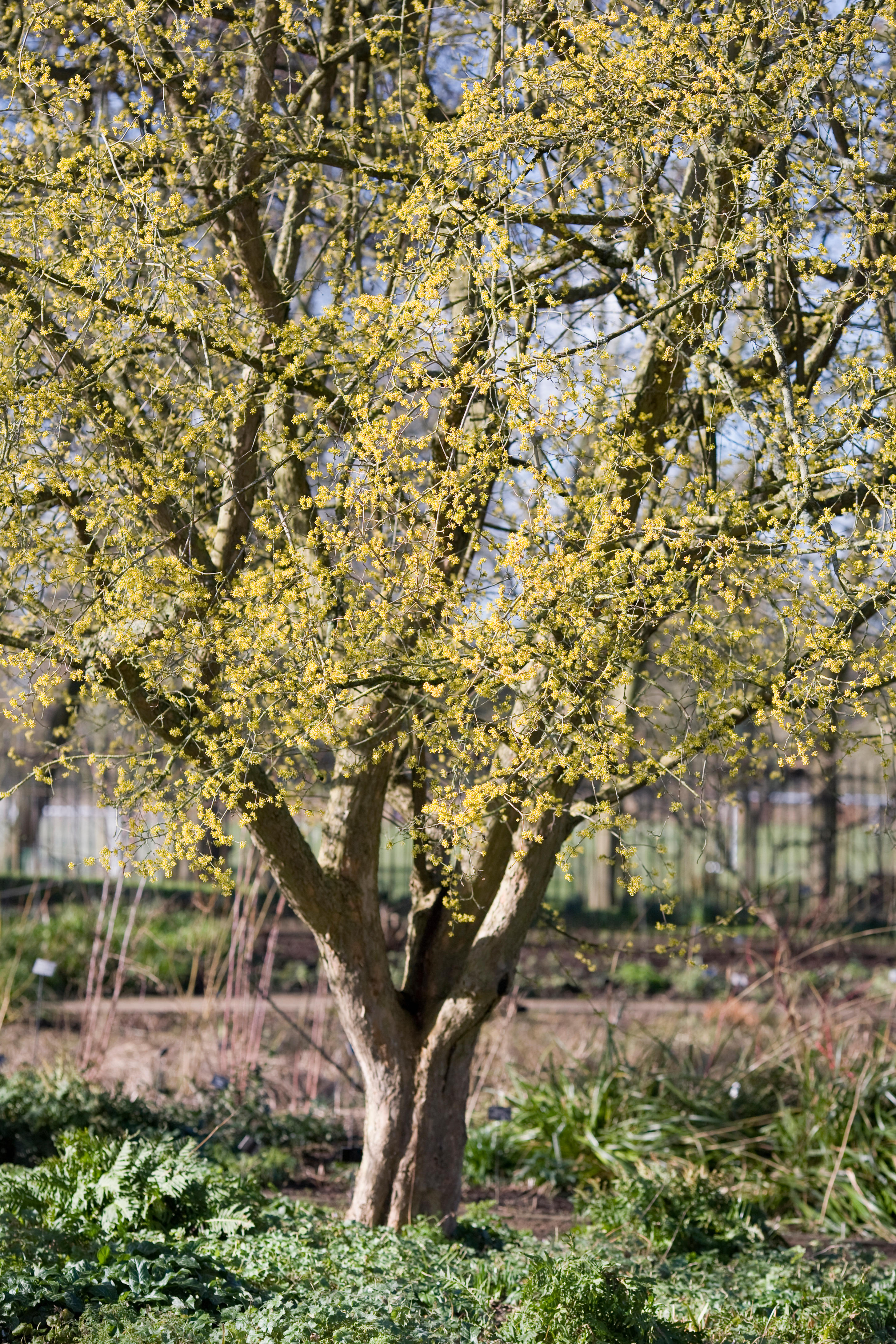 Cornelian cherry tree in bloom.